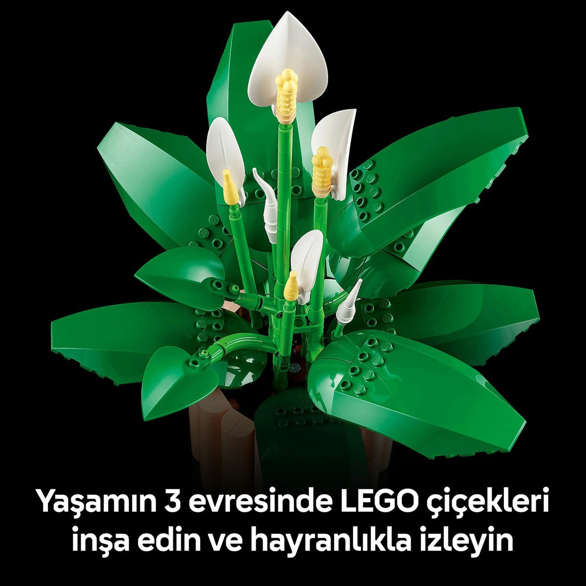 LEGO® Botanicals Barış Çiçeği 11504 - Yetiskinler için 6 Baris Çiçegi Içeren Koleksiyonluk Dekoratif Model Yapim Seti (474 Parça)